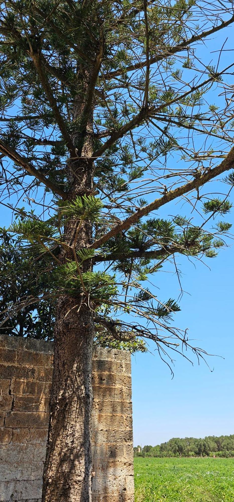 Masseria Vivi Il Salento Santa Caterina  Kültér fotó
